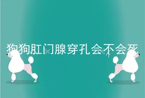 狗狗肛门腺穿孔会不会死