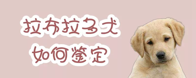 拉布拉多犬如何鉴定