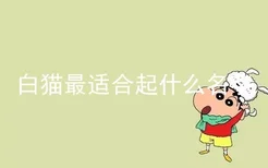 白猫最适合起什么名字