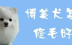 博美犬怎么修毛好看