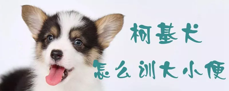 柯基犬怎么训大小便1