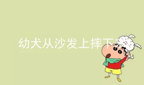 幼犬从沙发上摔下来