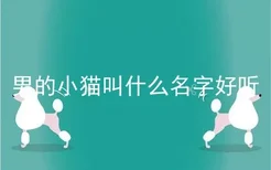 男的小猫叫什么名字好听