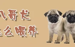 八哥犬怎么喂养