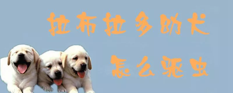 拉布拉多幼犬怎么驱虫1