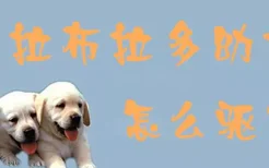 拉布拉多幼犬怎么驱虫