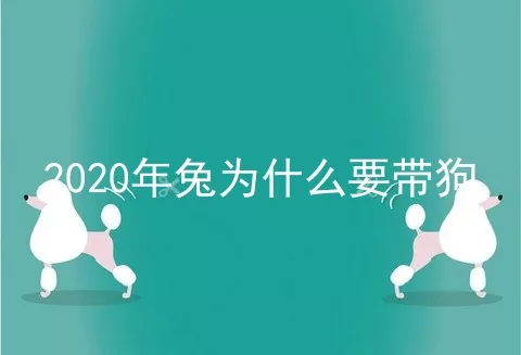 2020年兔为什么要带狗