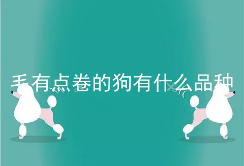 毛有点卷的狗有什么品种