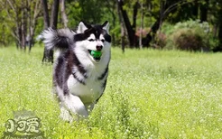 阿拉斯加犬好养吗 阿拉斯加犬喂养技巧