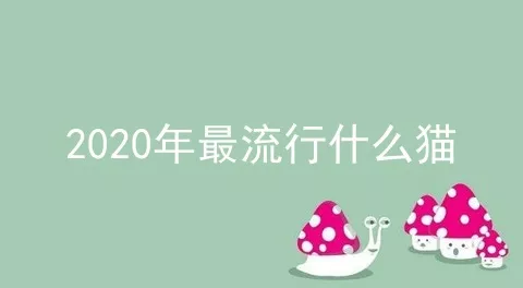 2020年最流行什么猫