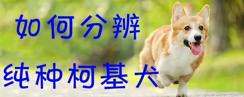 如何分辨纯种柯基犬1