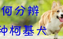 如何分辨纯种柯基犬