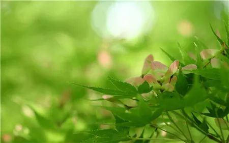 紫荆花在什么季节开放