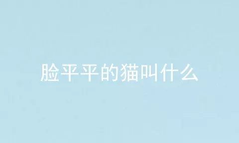 脸平平的猫叫什么