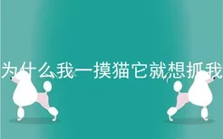 为什么我一摸猫它就想抓我