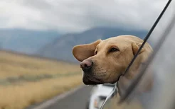 蝴蝶犬得了犬瘟怎么办 有什么症状表现