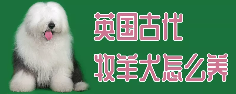 英国古代牧羊犬怎么养