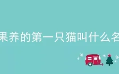 成果养的第一只猫叫什么名字