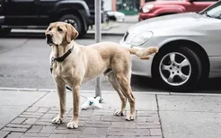 狗狗有弓形虫的表现 家有孕妇要小心