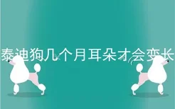 泰迪狗几个月耳朵才会变长