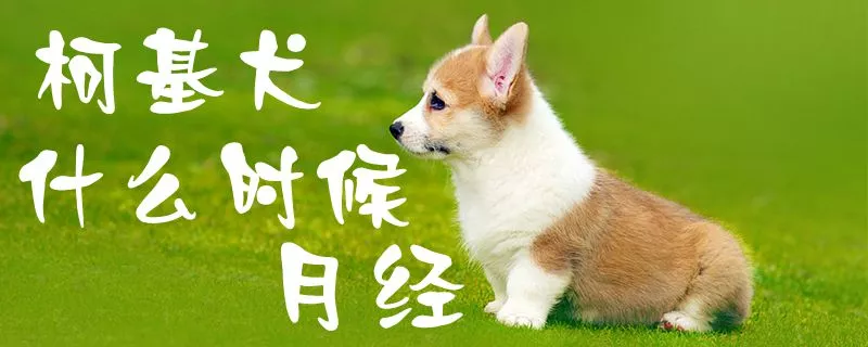 柯基犬什么时候月经1