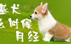 柯基犬什么时候月经