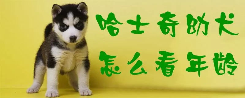 哈士奇幼犬怎么看年龄1