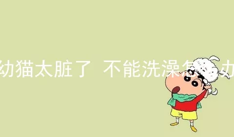 幼猫太脏了 不能洗澡怎么办