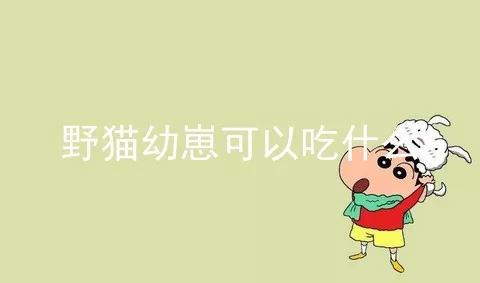 野猫幼崽可以吃什么