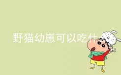 野猫幼崽可以吃什么