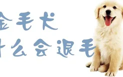 金毛犬为什么会退毛