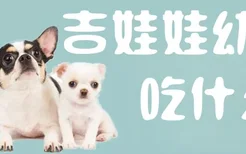 吉娃娃幼犬吃什么