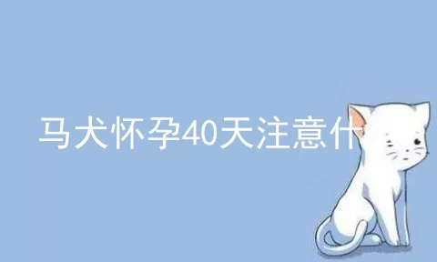 马犬怀孕40天注意什么