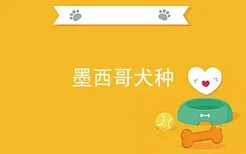 墨西哥犬种