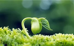 野菊花如何制作菊花茶