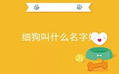 细狗叫什么名字好