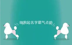 细狗起名字霸气点的