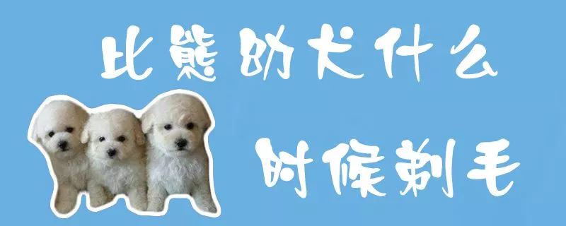 比熊幼犬什么时候剃毛1