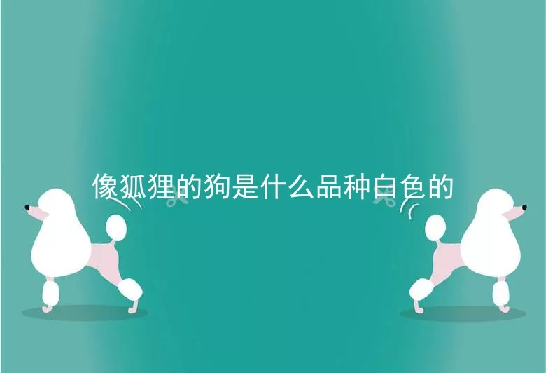 像狐狸的狗是什么品种白色的