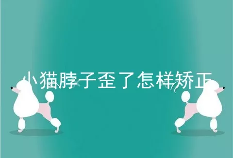 小猫脖子歪了怎样矫正