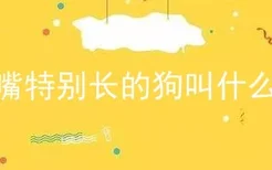 嘴特别长的狗叫什么