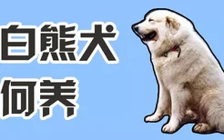 大白熊犬如何养