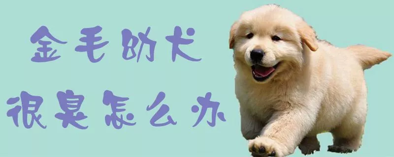 金毛幼犬很臭怎么办1