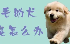 金毛幼犬很臭怎么办