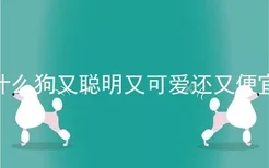 什么狗又聪明又可爱还又便宜