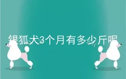 银狐犬3个月有多少斤呢