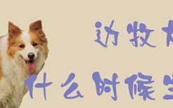 边牧犬什么时候生产