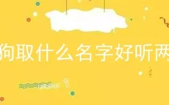 泰迪狗取什么名字好听两个字