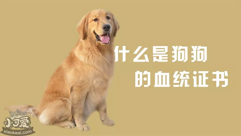 什么是狗狗的血统证书_小可爱宠物网