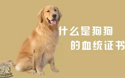 什么是狗狗的血统证书？